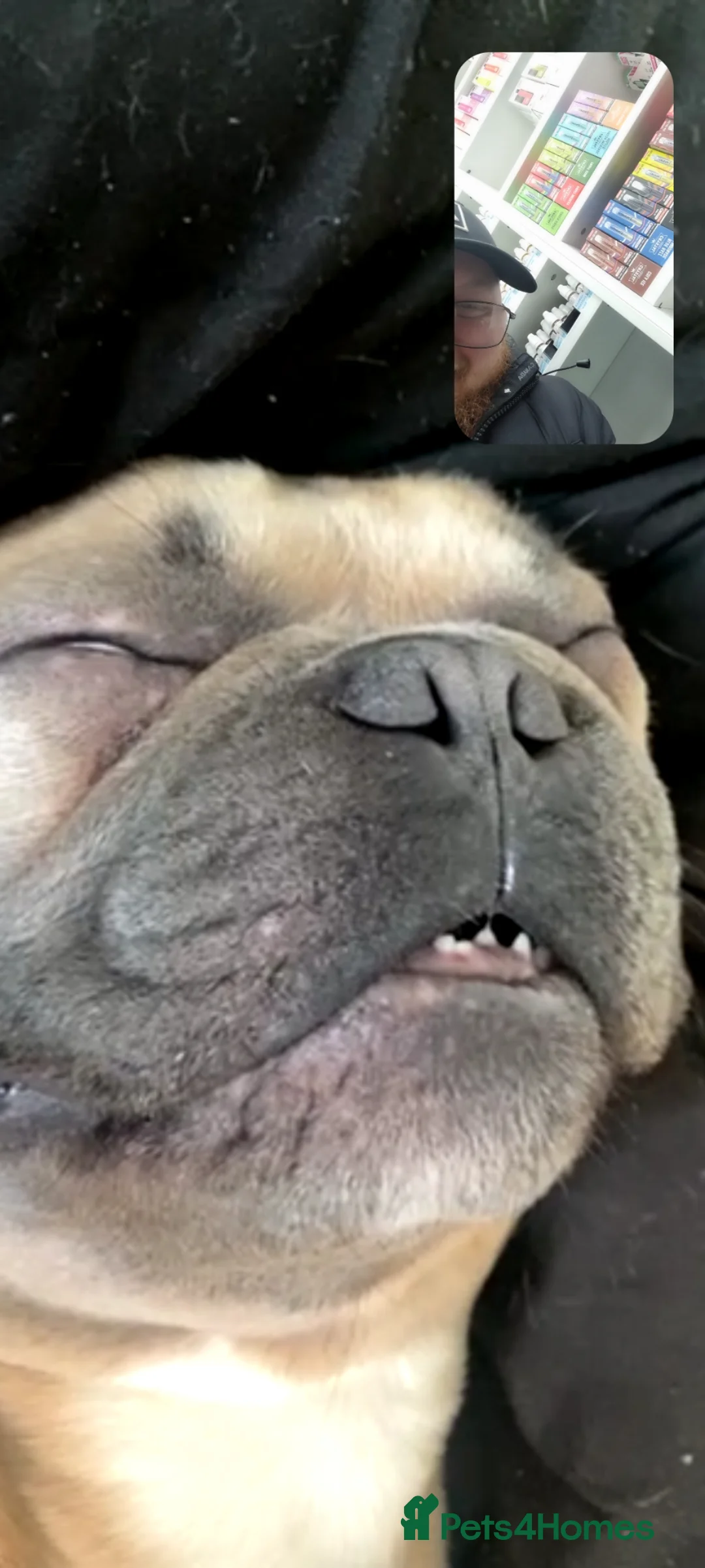 French Bulldog dogs for sale: Chicco in Saint Helens - Advert 8