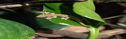 Gecko reptiles for sale: Mourning Geckos  - Advert 2