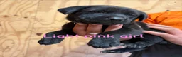 Mixed Breed dogs for sale: Friendly puppies for sale  in Southampton - Advert 5