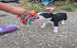 Welsh Collie dogs for sale: 3 collie puppys looking for there forever homes  - Image 7