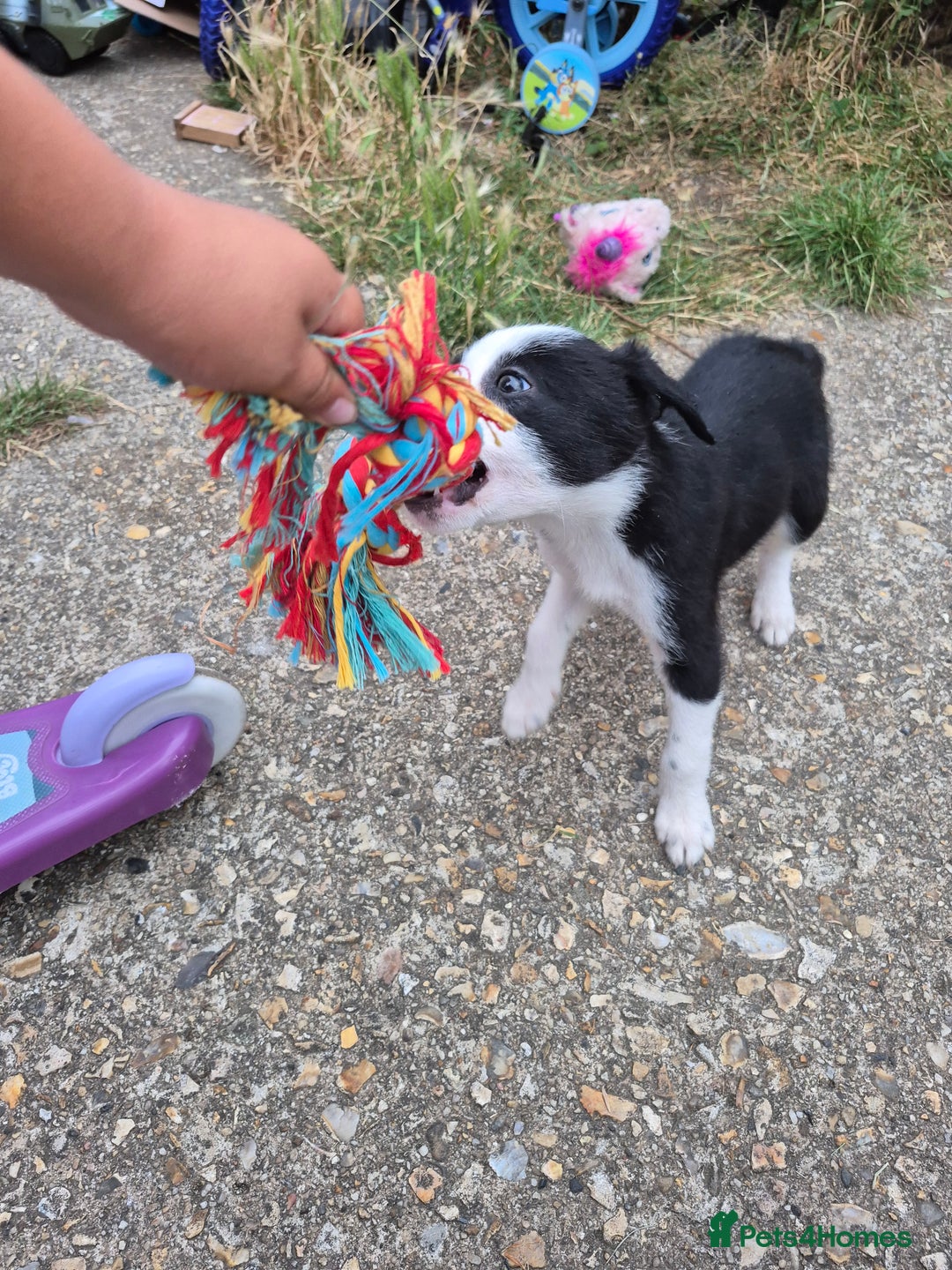 Welsh Collie dogs for sale: 3 collie puppys looking for there forever homes  - Image 7