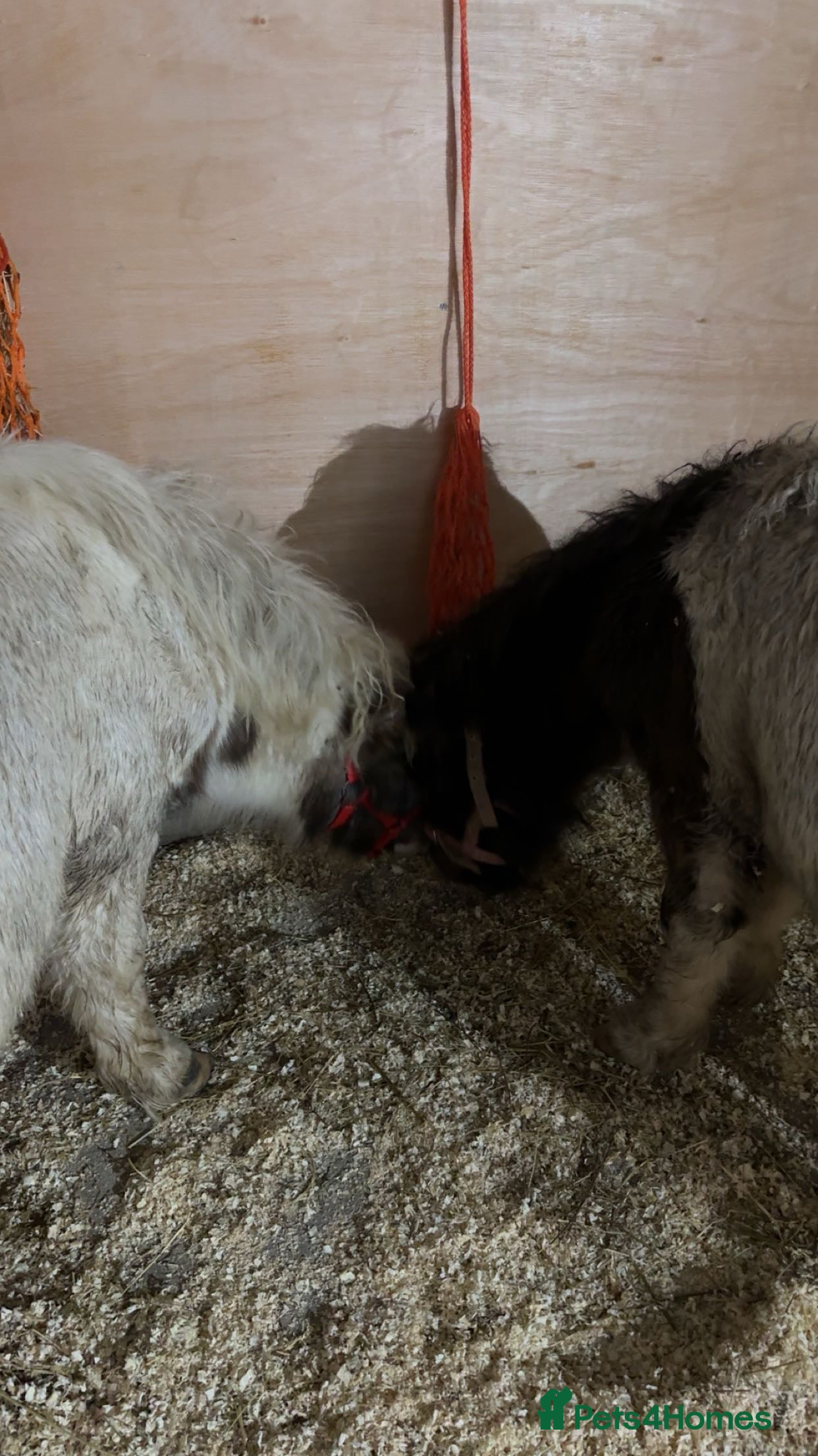 Shetland pony horses Elvis & Priscilla 🎸💃  in Dover - Advert 1