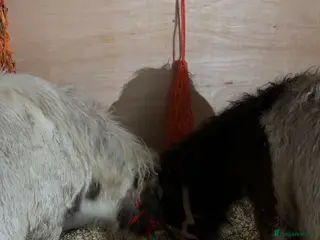 Shetland pony horses Elvis & Priscilla 🎸💃 in Dover - Advert 1