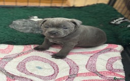 Staffordshire Bull Terrier dogs for sale: Amazing blue Staffordshire bull terrier puppies  in Stoke-on-Trent - Image 23