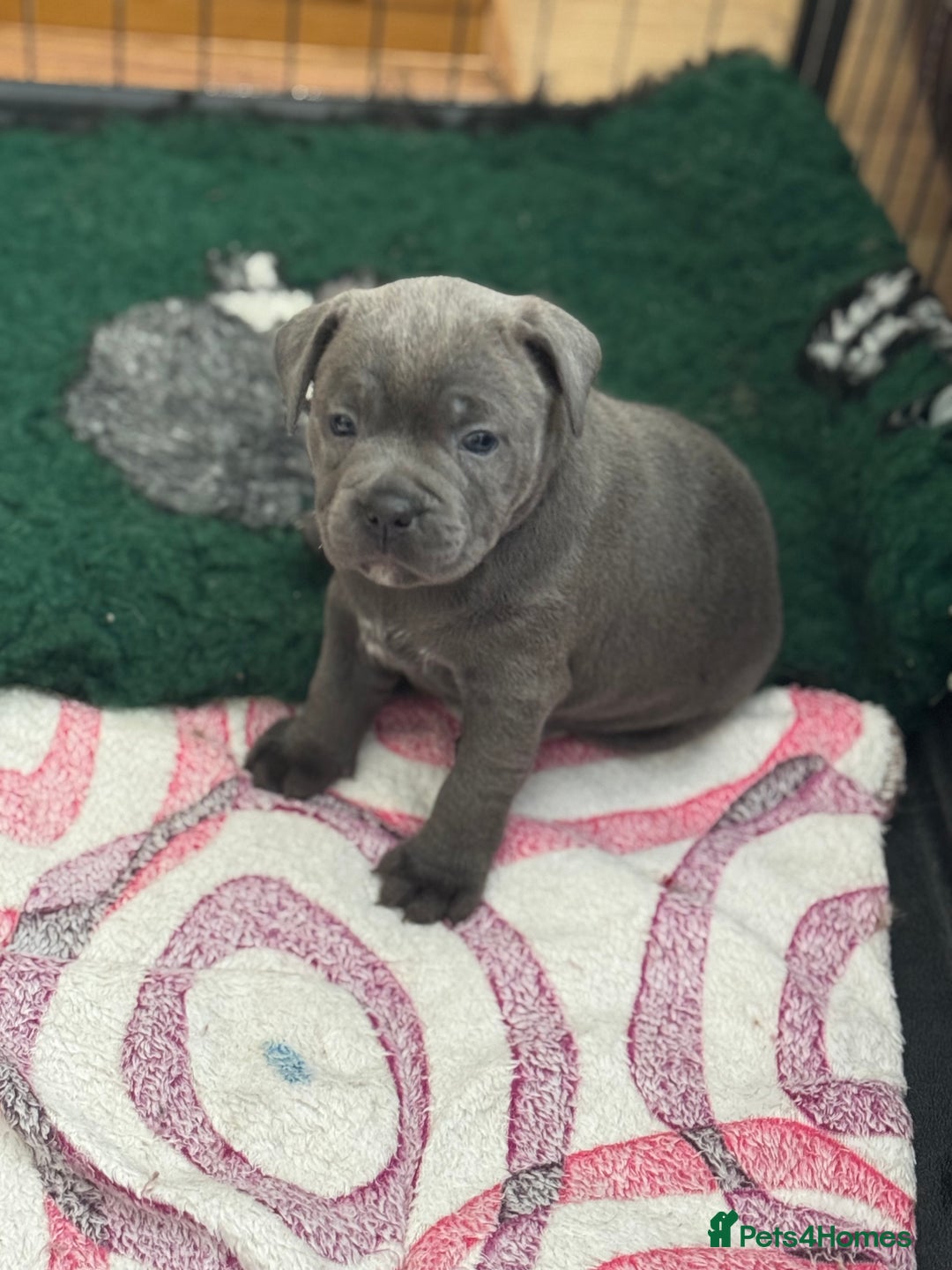 Staffordshire Bull Terrier dogs for sale: Amazing blue Staffordshire bull terrier puppies  in Stoke-on-Trent - Image 23