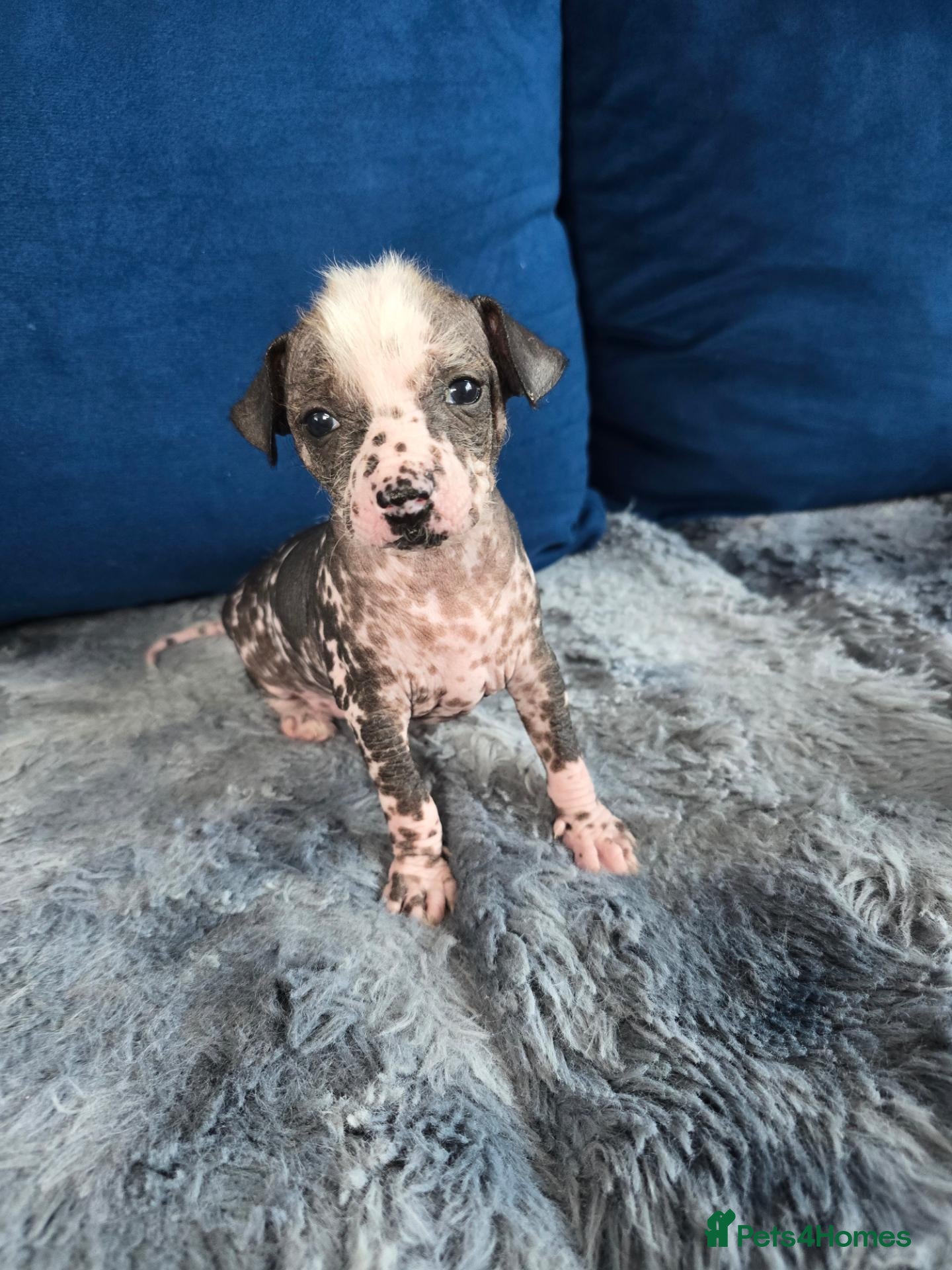 Chinese Crested dogs ✨🐾 EXQUISITE & RARE CHINESE CRESTED PUPPIES 🐾✨ - Advert 1