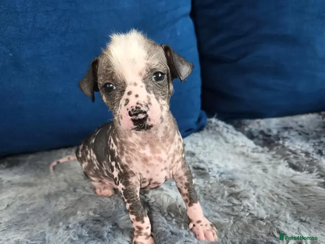 Chinese Crested dogs for sale: ✨🐾 EXQUISITE & RARE CHINESE CRESTED PUPPIES 🐾✨ - Advert 1