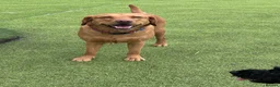 Labrador Retriever dogs for sale: Fox Red Labrador puppies  - Advert 1