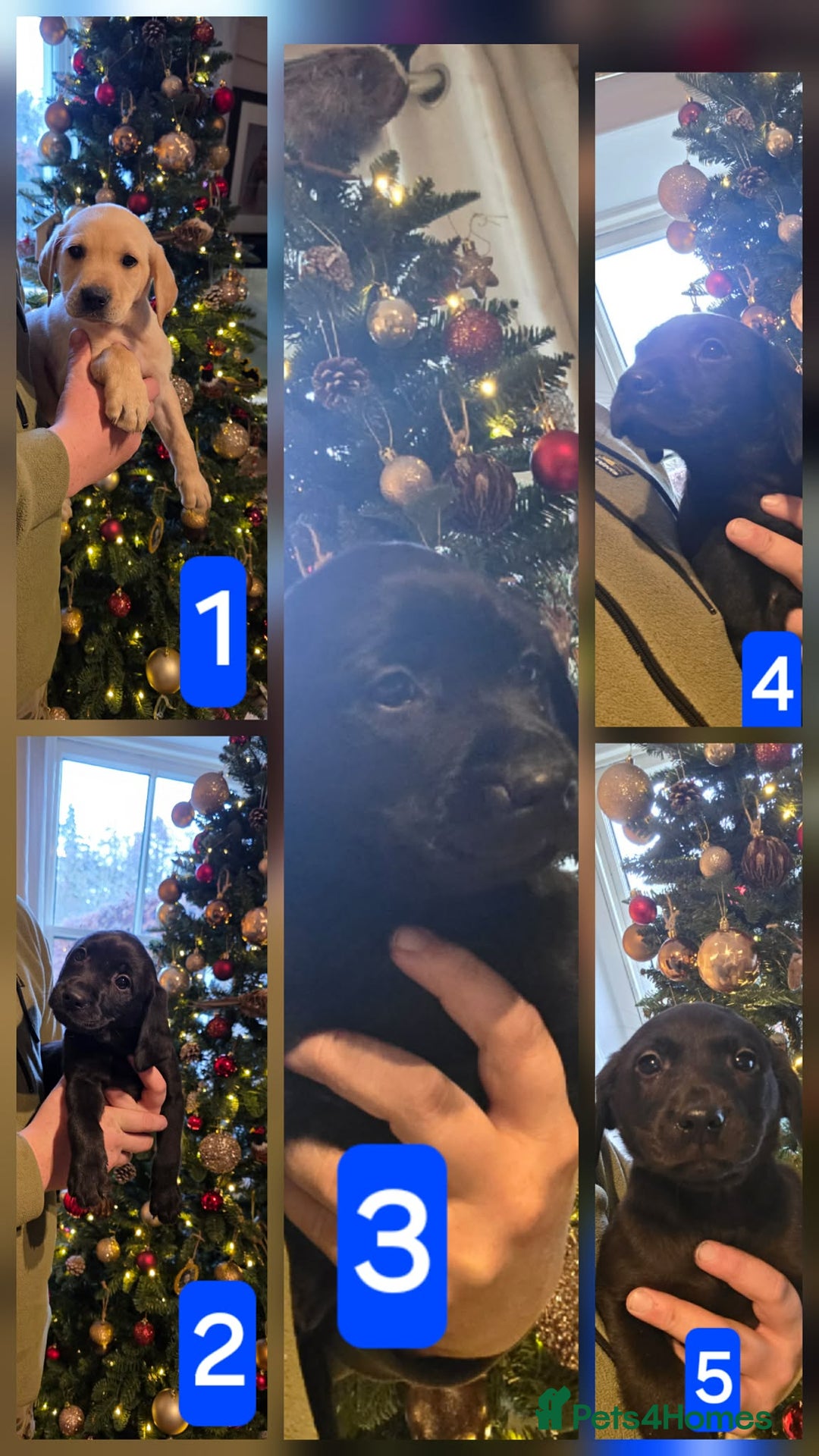 Labrador Retriever dogs for sale: Labrador Puppies  - Advert 6