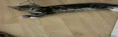 Domestic Shorthair 2