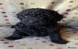 Toy Poodle dogs for sale: KC TOY POODLE PUPS READY FOR FOREVER HOMES - Image 3