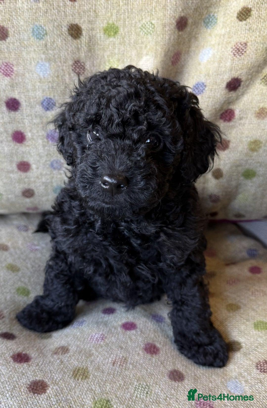 Toy Poodle dogs for sale: KC TOY POODLE PUPS READY FOR FOREVER HOMES - Image 3