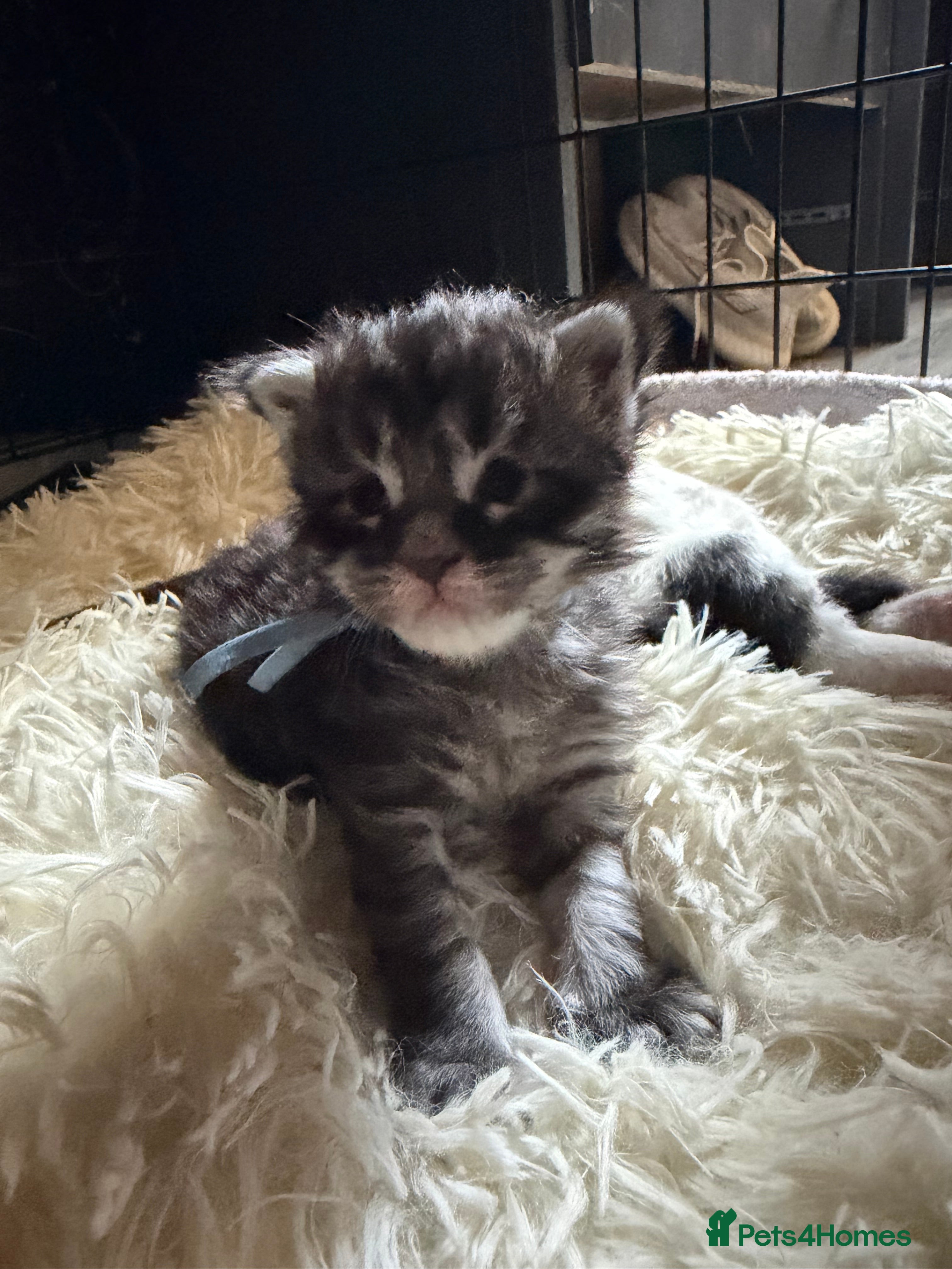 Maine Coon cats 6 beautiful Maine coon kittens  - Advert 7