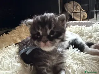 Maine Coon cats 6 beautiful Maine coon kittens - Advert 3