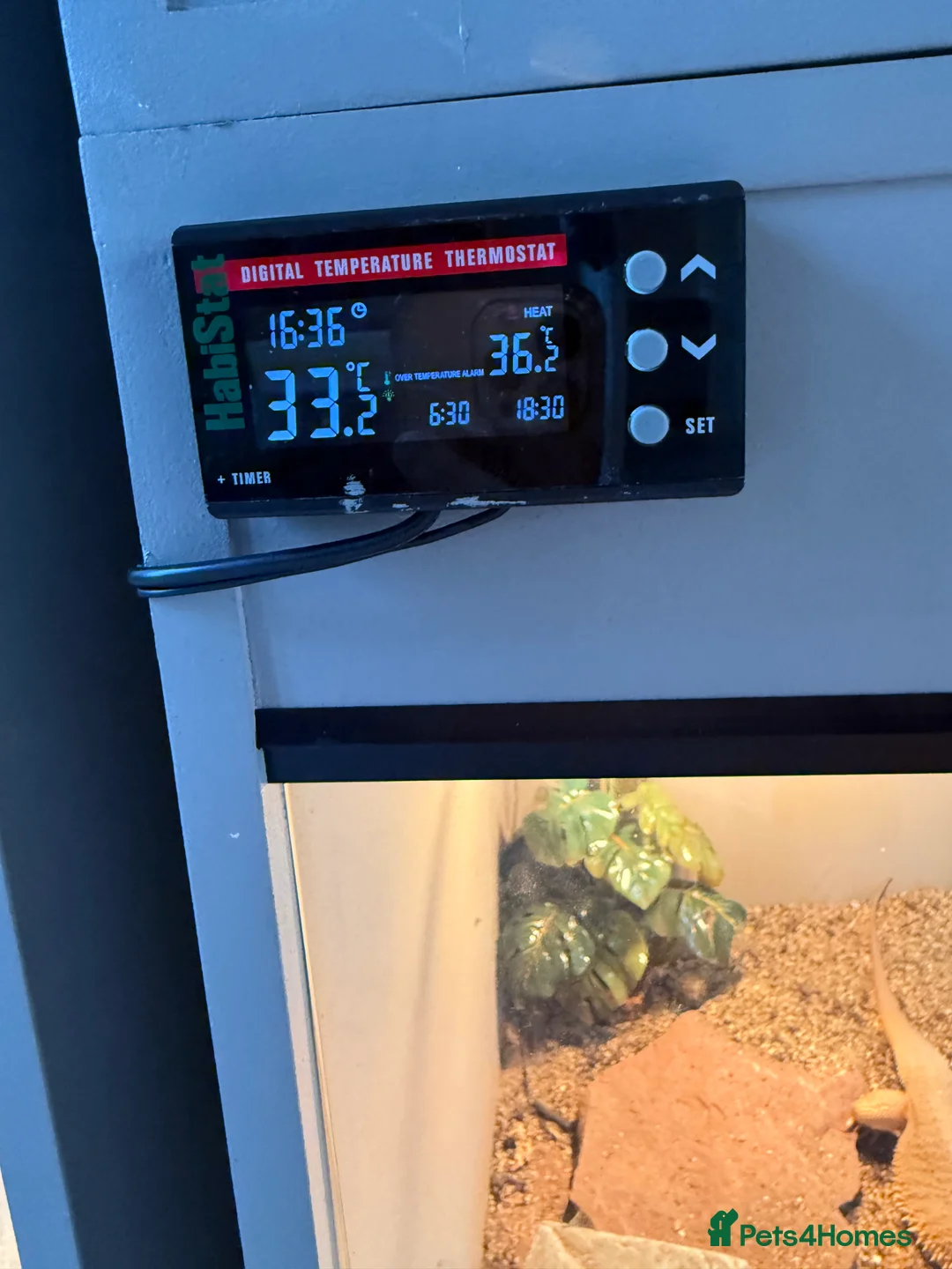 Bearded Dragon reptiles for sale: Male zero bearded dragon - Advert 3