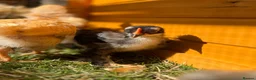 Chickens poultry for sale: Pekin bantams - Advert 11