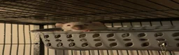 Rat rodents for sale: Female Fancy Rats For Sale in Rotherham - Advert 12