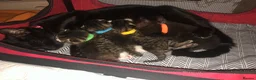 Mixed Breed cats for sale: 4 male cats (all have been named) - Advert 3