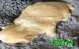 Shih Tzu dogs for sale: Stunning Rare Brindle Imperial Shih Tzu puppies - Image 6