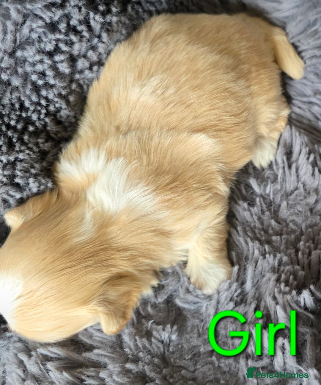 Shih Tzu dogs for sale: Stunning Rare Brindle Imperial Shih Tzu puppies - Image 6
