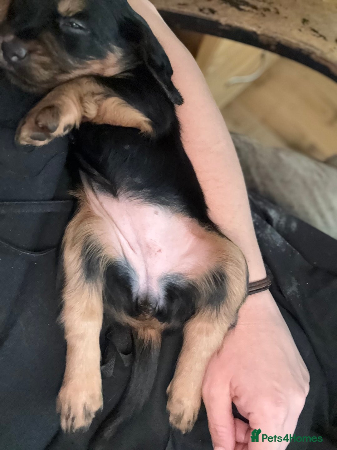 Cocker Spaniel dogs for sale: Working cocker spaniels  - Image 10