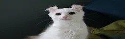 American Curl cats for sale: Beautiful, playful Rare American Curl Kittens - Advert 31