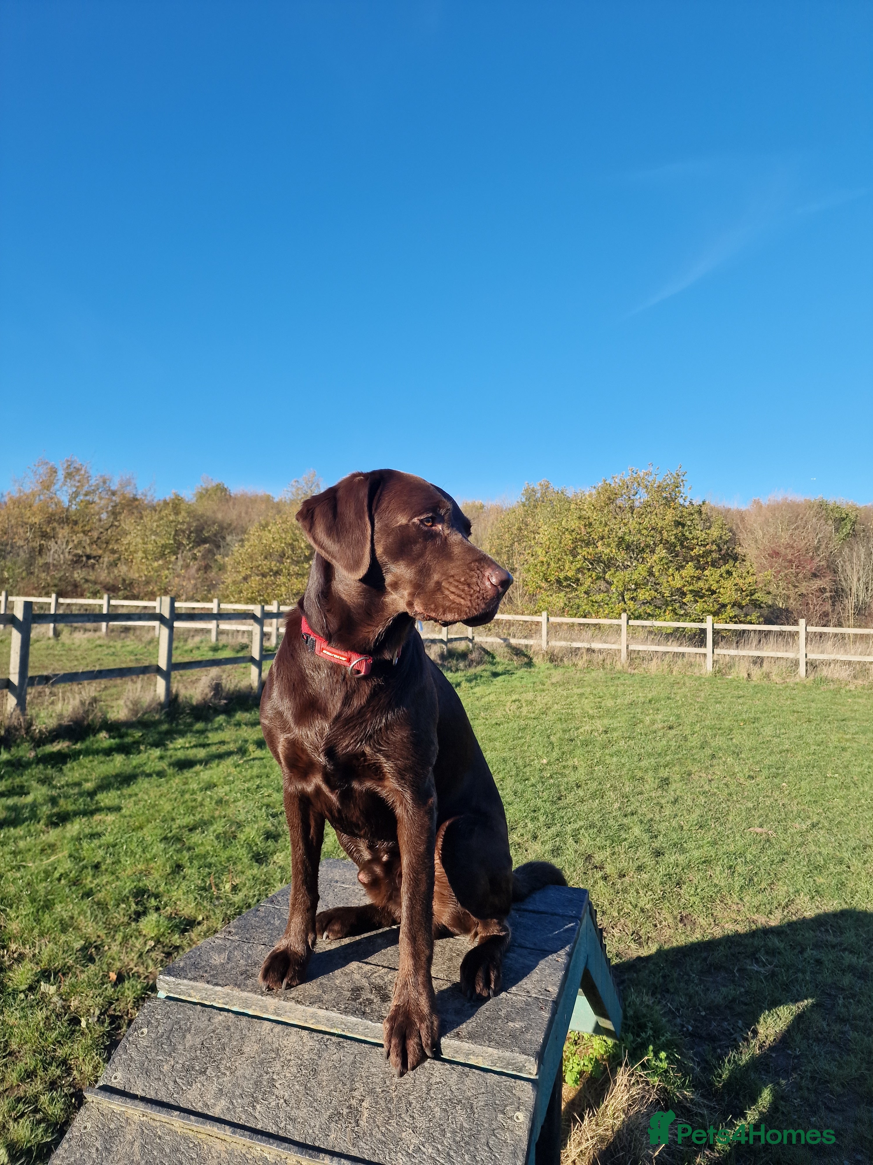 Labrador Retriever dogs KC registered proven boy from first time for stud - Advert 12