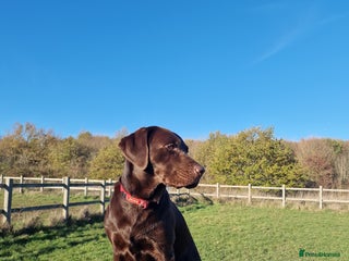 Labrador Retriever dogs KC registered proven boy from first time for stud - Advert 5