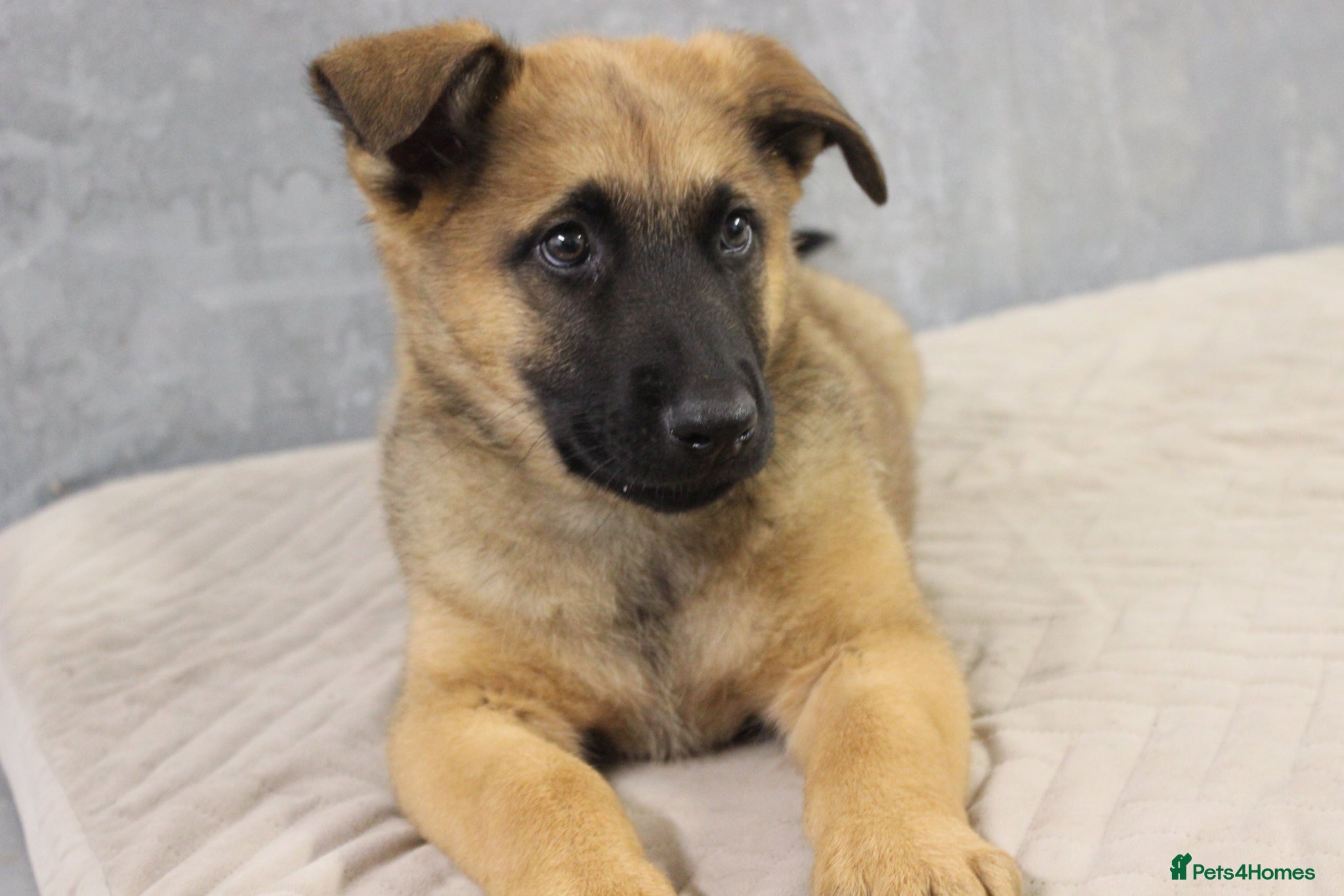 German Shepherd dogs for sale: German Shepherd Puppies  - Advert 9