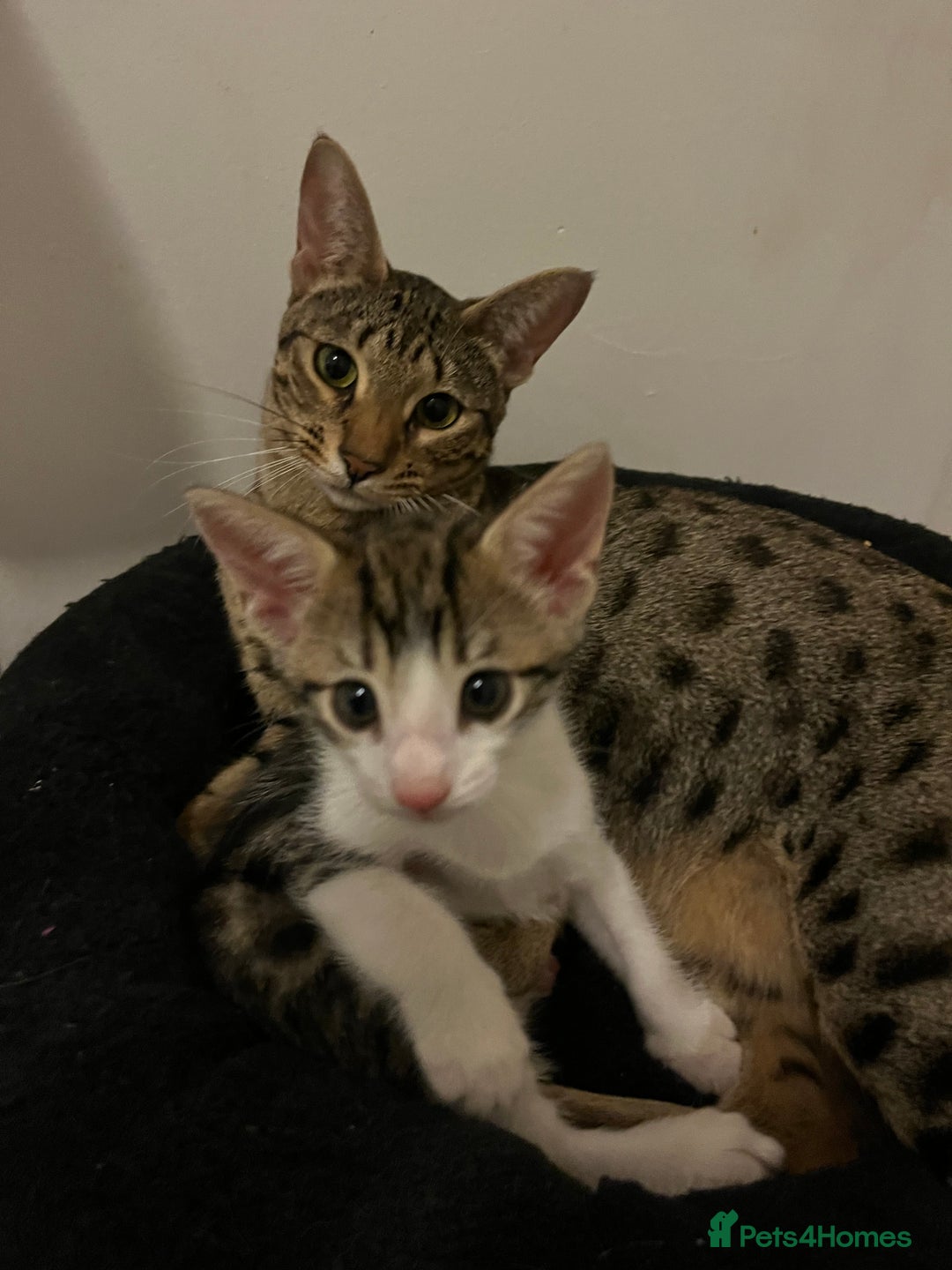 Savannah cats for sale: Savannah cross boy - Image 6