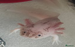 Axolotl reptiles for sale: Male axolotl  - Advert 2