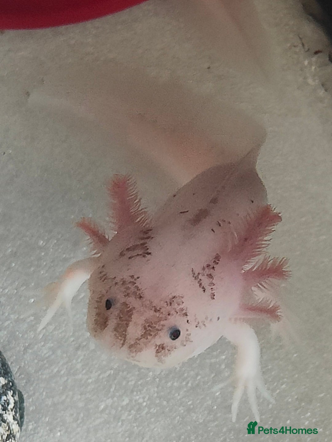 Axolotl reptiles for sale: Male axolotl  - Advert 2