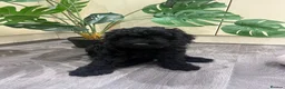 Cavapoo dogs for sale: READY NOW Beautiful f1b black Cavapoos DNA Clear  - Advert 6