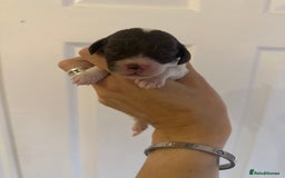 Cockapoo dogs for sale: F1 Cockapoo Puppies - Rainbow litter  - Image 9