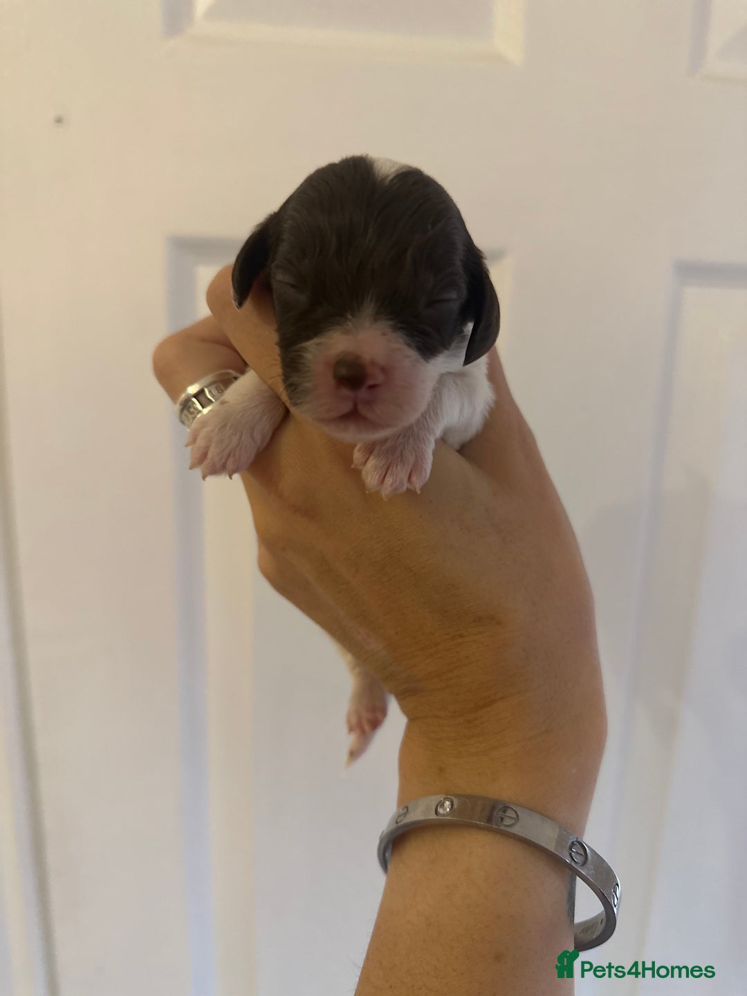 Cockapoo dogs for sale: F1 Cockapoo Puppies - Rainbow litter  - Image 9