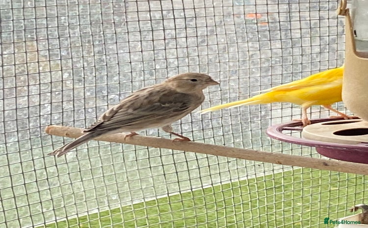 Canaries birds - Advert 16