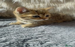 Mixed Breed cats for sale: Beautiful kittens in Leicester - Image 11