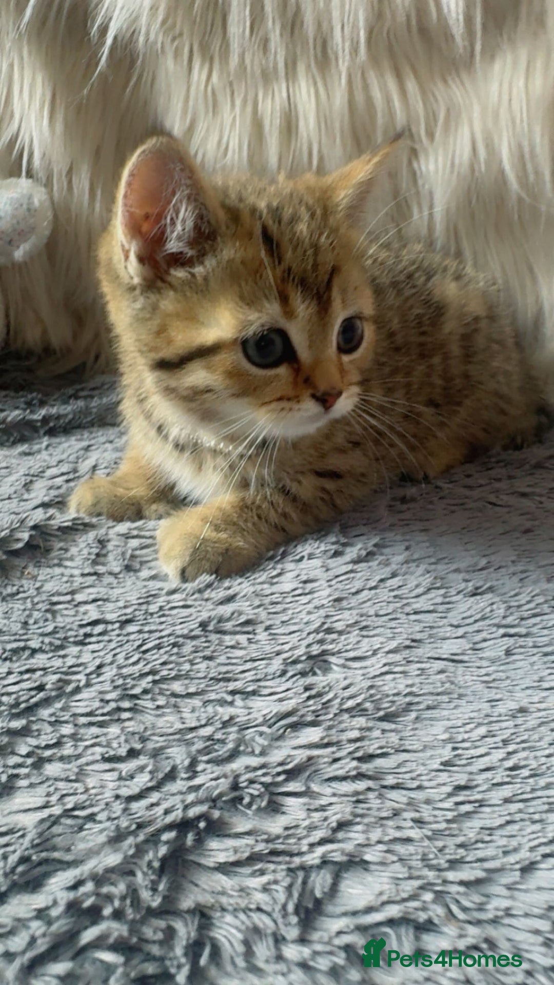 Mixed Breed cats for sale: Beautiful kittens in Leicester - Image 11