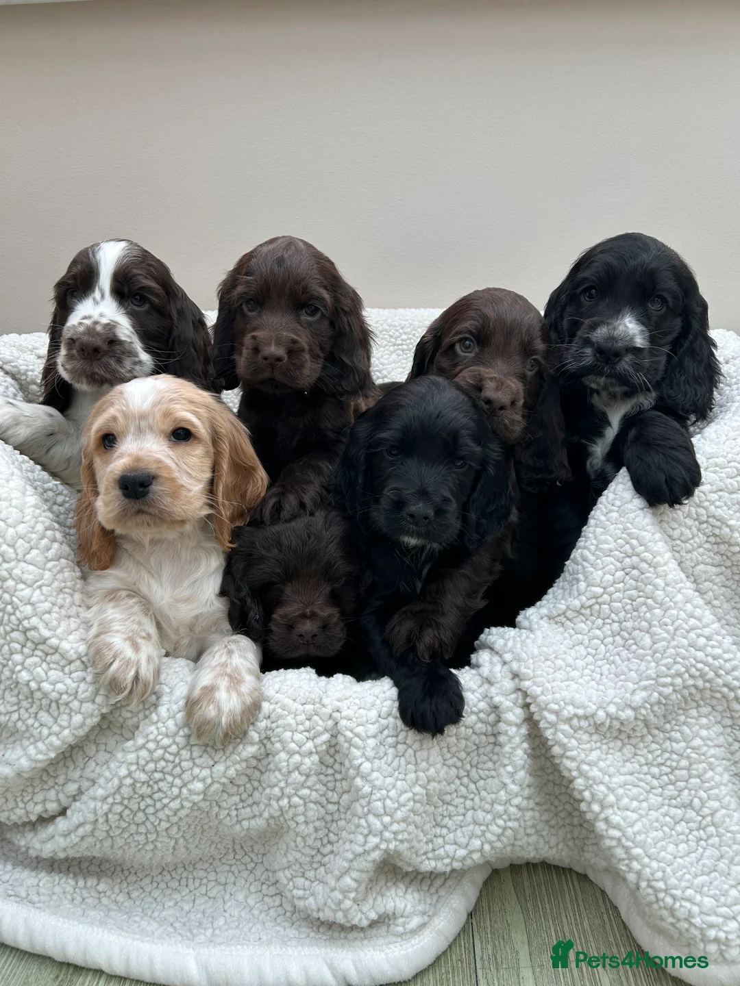 Cocker Spaniel dogs for sale: KC Reg Show Cocker Spaniels  - Advert 1