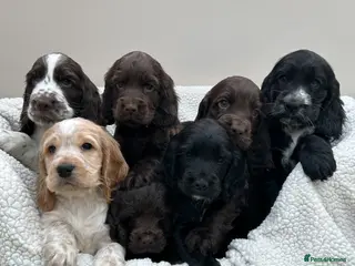 Cocker Spaniel dogs KC Reg Show Cocker Spaniels - Advert 2
