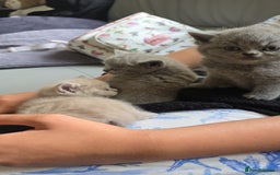 British Shorthair cats for sale: Beautiful British shorthair kittens - Image 24