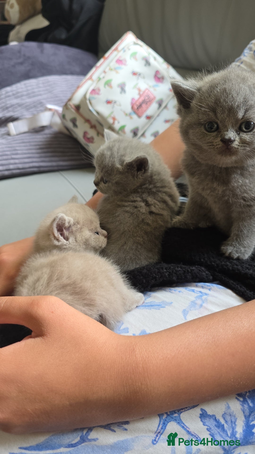British Shorthair cats for sale: Beautiful British shorthair kittens - Image 24