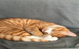 Mixed Breed cats for sale: Ginger male called Pheonix  - Image 1