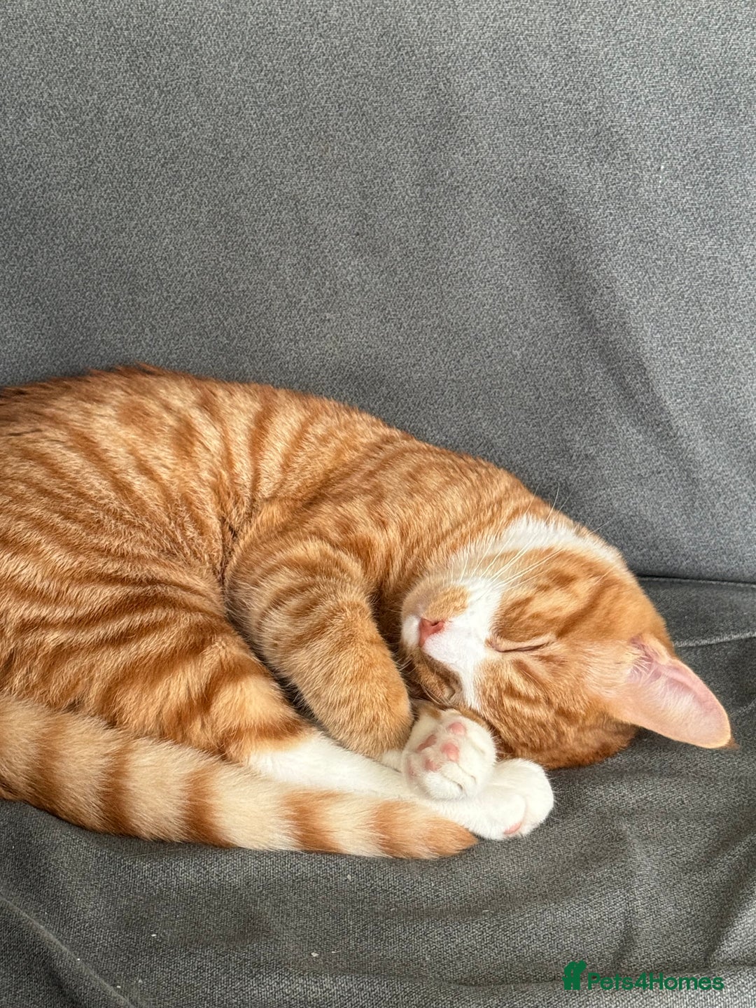 Mixed Breed cats for sale: Ginger male called Pheonix  - Image 1