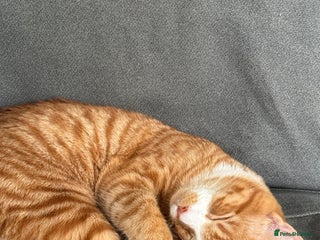 Mixed Breed cats for sale - Advert 1