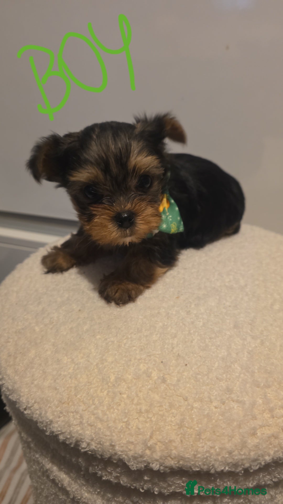 Yorkshire Terrier dogs for sale: Adorable mini yorkies🥰 - Advert 1