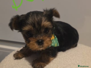 Yorkshire Terrier dogs Adorable mini yorkies🥰 - Advert 3