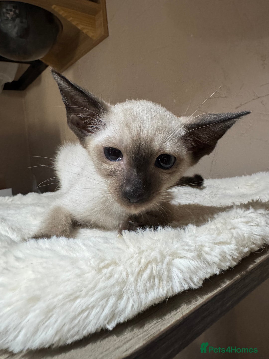 Siamese cats for sale: 6 cute Siamese kittens available  - Image 21