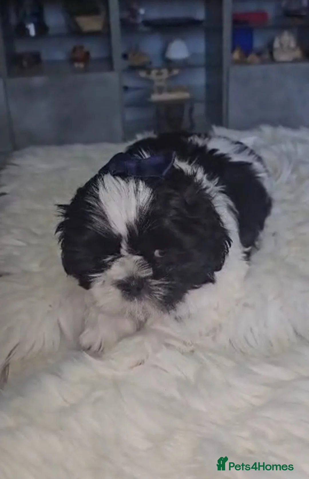 Shih Tzu dogs for sale: Shih Tzu puppies for sale  in Keighley - Advert 7