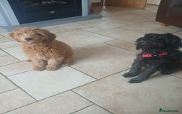 Labradoodle dogs for sale: Labradoodle girl 13 weeks old - Image 3